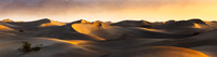Mesquite Sunrise
