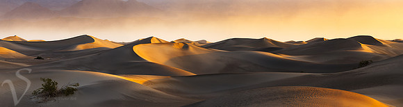 Mesquite Sunrise